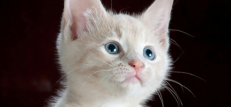 Hayvan Sigortası: Evcil Hayvanlarınızı Koruyun